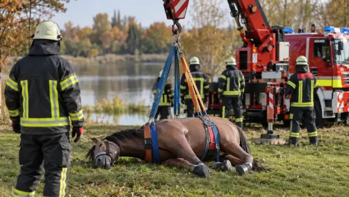Feuerwehr Germering trainiert technische Rettung von Großtieren — Die Freiwillige Feuerwehr Germering hat in einer zweiteiligen Ausbildung den Umgang mit verunfallten Großtieren geübt. Im Mittelpunkt standen sichere Abläufe, tierschonende Rettungs...